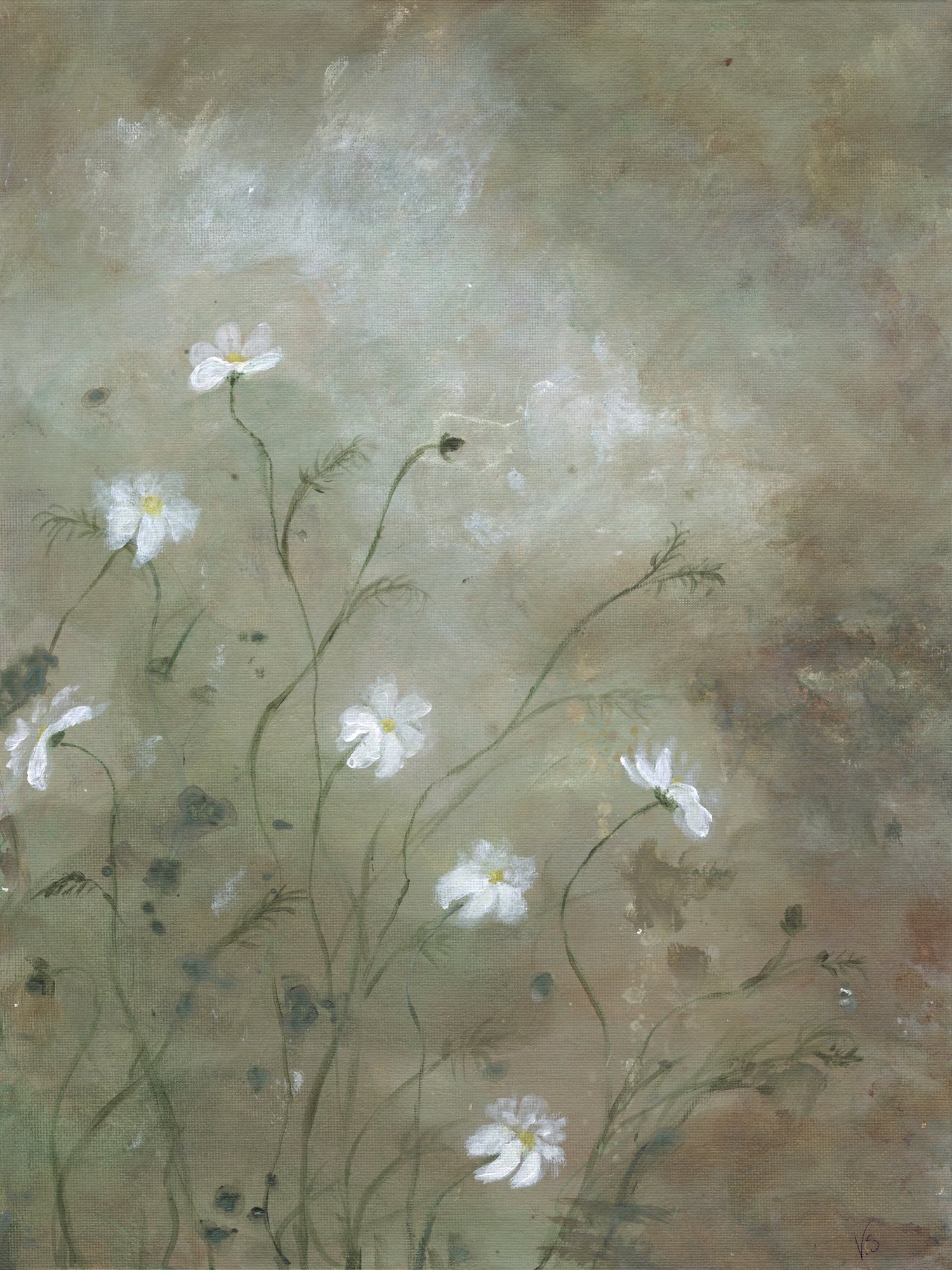 Cosmos — white cosmos scattered across a soft sage and olive ground